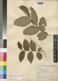 Image result for Ziziphus abyssinica