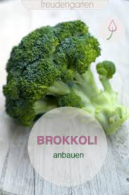 Brokkoli Anbauen Pflanzen Ernten Brokkoli Anbauen Brokkoli Pflanzen Hochbeet Pflanzen