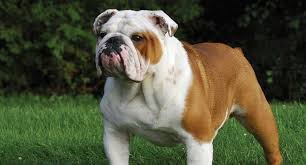 At one time, the breed was used in the grueling sport of bull baiting. American Bulldog Dog Breed Profile Petfinder