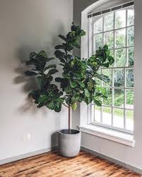 Tips On How To Care For Fiddle Leaf Fig Trees Hilton Carter On Instagram On Friday S Treezus Likes To Show Off So Plants Fiddle Leaf Fig Indoor Plant Pots