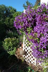 Clematis Kletterpflanze Tipps Zum Pflanzen Pflegen Und Schneiden Kletterpflanzen Clematis Pflanzen Clematis