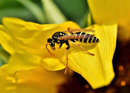 How Long Do Wasps Live? Indoor & Outdoor Lifespan