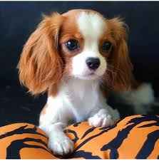 Pin By Toffee Cavalier King Charles On Cavalier King Charles Spaniel In 2020 Cavalier King Charles Spaniel King Charles Spaniel Cavalier King Charles