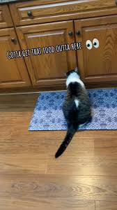 One of these days he’s going to figure out how to open that door!  🤦‍♀️🤷‍♀️😂 #crazycat #troublemaker #catbaby #sillycats #missionimpossible  #hungrycat