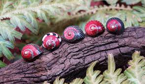 What do nerite snails eat? How To Breed Nerite Snails Thefishkeeping Com