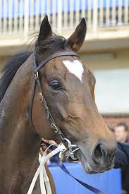 Lankan Rupee By Redoute S Choice Has Been Noticed Because Of The Perfect Heart Shape On His Head He Won His First St Pretty Horses Beautiful Horses Horse Love