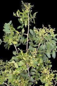 Image result for Schinopsis