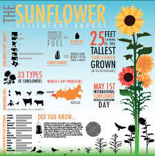 Sunflower Infographic By Anchorrust On Deviantart Sunflower Facts Gardening Infographic Infographic