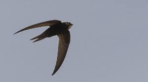 Le Vol Du Martinet Coup De Fouet Sur La Ville Le martinet noir diffère des hirondelles par sa queue plus courte et ses ailes en lame de faux. le vol du martinet coup de fouet sur