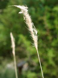 Image result for Bothriochloa