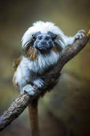 Cotton Top Tamarin By Frederick Dunn The Cotton Top Tamarin Saguinus Oedipus Is A Small New World Monkey Weighing Less Animals Rare Animals Unusual Animals