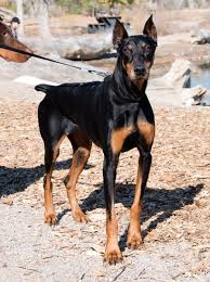 If you are looking to adopt or buy a doberman take a look here! Doberman Puppies For Sale In Nc