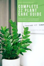 Everything You Need To Know About Zz Plant Care In 2020 Plant Care Houseplant Zz Plant Care Plant Problems
