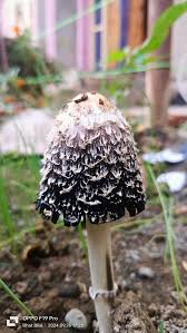 Image result for Coprinus comatus