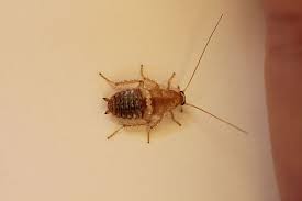 Insects That Look Similar To Bed Bugs Pronto Pest Manageme