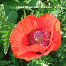 Find the best poppy build guide for s11 patch 11.14. Papaver Poppy Planting And Growing Guide