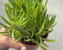 Image result for Senecio letouzeyanus