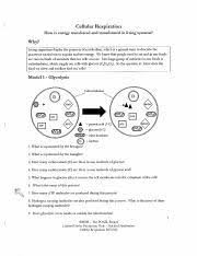 Pogil answer key cellular respiration. Cellular Respiration Worksheet Cellular Respiration How Is Energy Transferred And Transformed In Living Systems Vhy Living Organisms Display The Course Hero