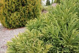Die sicheltanne schmeichelt dem auge mit einem unvergleichlichen habitus, der in einer kerzengeraden krone symmetrisch endet. Japanische Sicheltanne Cryptomeria Japonica Globosa Nana Pflege Gartenlexikon De