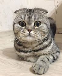Dawn k.runner l.echo m.heart n.strike o.flight p.dash q.gaze r.tail s.rose t.stripes u.reed v. 200 Best Tabby Cat Names The Paws