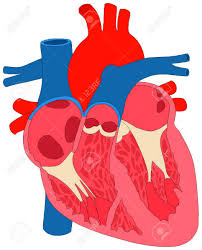 Human Heart Muscle Anatomy Cross Section Anatomical Diagram Chart