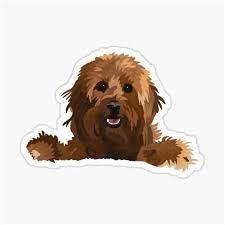 These dogs come in three sizes. Poodle Doodle Keto Poodle Doodle Keto Sugar Free Christmas Candy Keto Chris Pawlosky Demos A Poodle Doodle Head With Valerie Partynski Lopso Nare