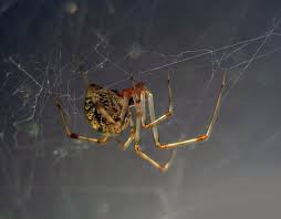 As i've already pointed out, grass spiders and other types of spiders in your lawn live off insects. 22 Of The Spiders You Might Find In Michigan And One You Likely Won T Mlive Com