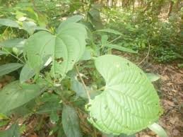 Image result for Dioscoreaceae