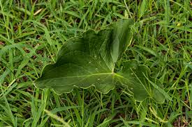 Image result for Stylochaeton puberulus