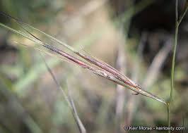 Image result for Aristida canescens