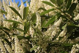 Wybierz z szerokiej gamy podobnych scen. Everything You Need To Know About Skip Laurel Trees This Old House