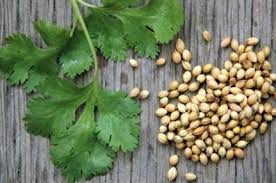 Check spelling or type a new query. 8 Cara Menanam Daun Ketumbar Di Pot Ilmubudidaya Com