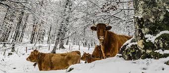 Hierop is niet alleen te zien waar er in nederland neerslag valt, maar ook of het sneeuw, regen, natte sneeuw. Sneeuw In Nederland Mensgoodlife