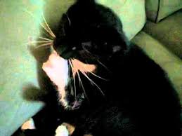 Make sure to have interactive play toys. My Cat Bites His Nails Youtube
