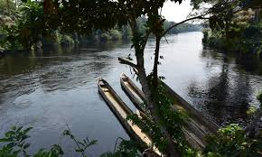 Image result for Scorodophloeus zenkeri