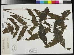 Image result for Blotiella currorii