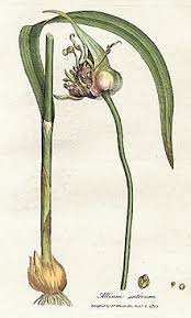 The leaves are edible and add a garlic flavour to salads. Garlic Wikipedia
