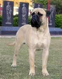 Bullmastiff American Bullmastiff Rescue Fla Chapter Bull Mastiff Dogs Animals