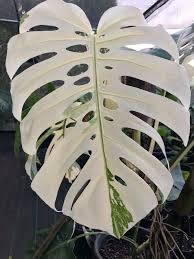 Monstera Deliciosa Borsigiana Variegata Variegated Plants Plants Easy To Grow Houseplants