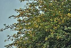 Image result for Acacia nilotica