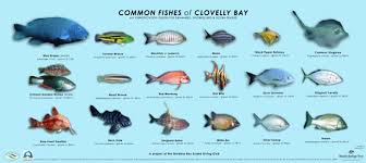 Clovelly Fish Id Sign