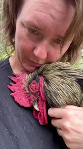 Calypso melts when I hold him. Completely melts. His demeanor reminds me  more and more of his dad Yeti every day. I've been so blessed with cuddly  loving Roos