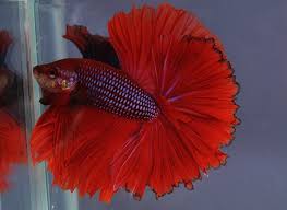 Half Moon Purple Dragon Siamese Fighting Fish With A Big Dorsal Fin Betta Beautiful Fish Betta Fish