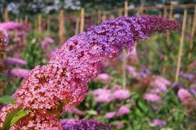 Pin On Garten