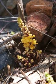 Image result for Alectra orobanchoides