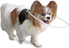 Amazon Com Walkin Halo Harness Blind Harness For Dogs Adjustable For A Custom Fit For Pets Under 30 Pounds Lightweight And Flexible Pet Supplies