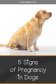 Pin On Dog Health Tips