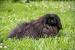 Pekingese Poodle