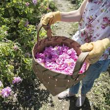 Dünyanın gül yağı ve gül çiçeği isparta'da üretiliyor, başta abd ve fransa olmak üzere çoğu ülkeye ihraç ediliyor. Turistlerin Yeni Gozdesi Isparta Gul Bahceleri Ntv