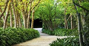 A great foliage border gives a garden a rich, layered look that doesn't depend on flowers for dramatic effect. Using And Choosing Garden Border Plants Australian House And Garden